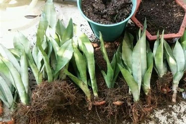 芝麻肥料怎么使用