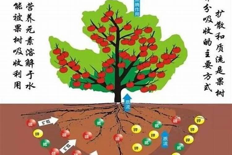 怎么才能知道果树缺什么肥料