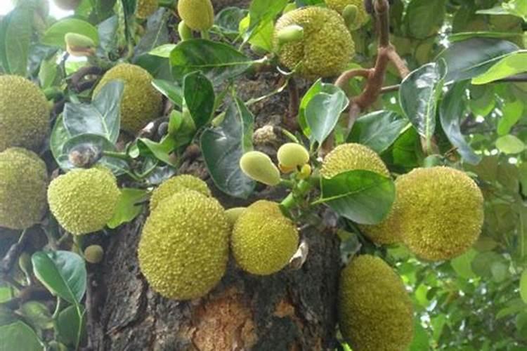 菠萝蜜幼苗在南方怎么过冬？