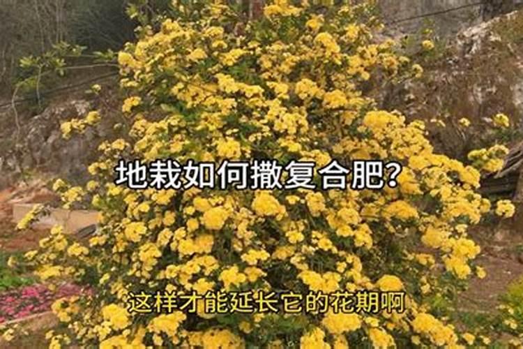 喷了磷肥多久喷钙肥