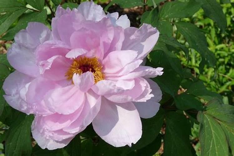 牡丹花怎么施肥