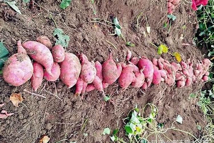 玫瑰怎么施肥,不同生长时期合理施肥花开满盆