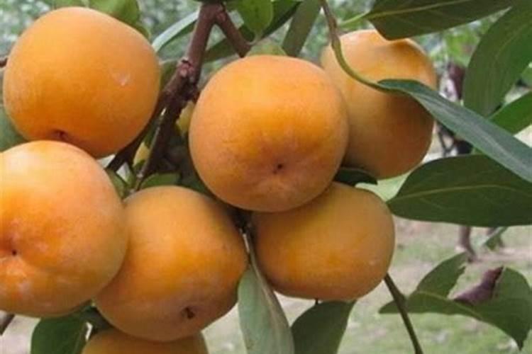 春小麦什么时候种什么时候收