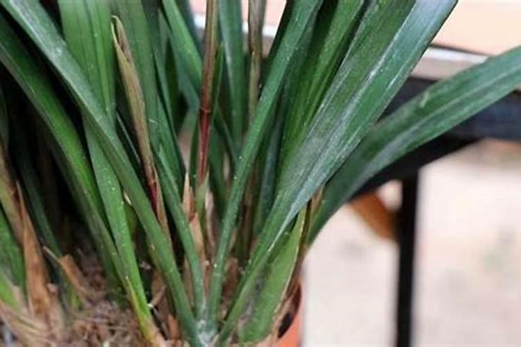 墨兰花剑怎么才能长高？