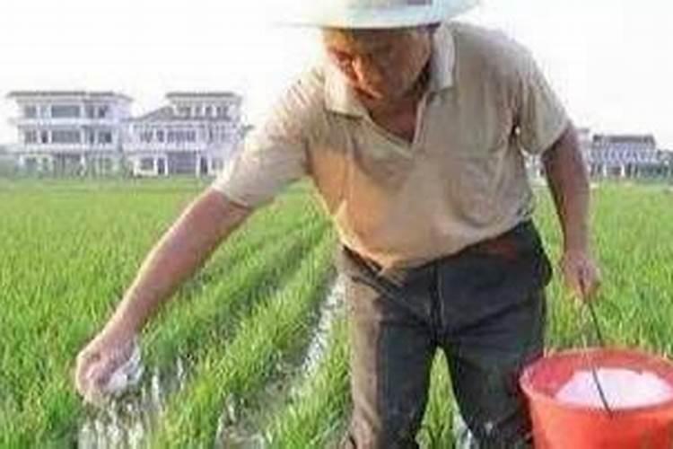 磷肥有几种(磷肥的作用是什么,怎么使用效果更好)