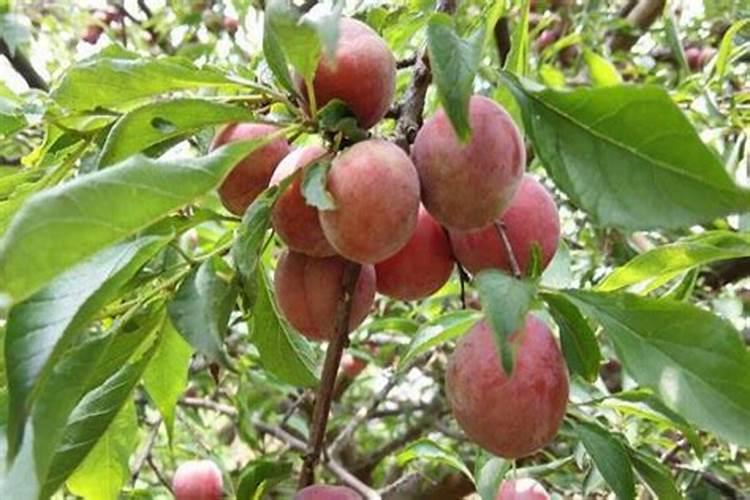 李子树苗买回来后多久施肥,施哪些肥料