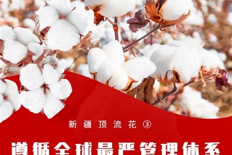 棉花种子种植方法