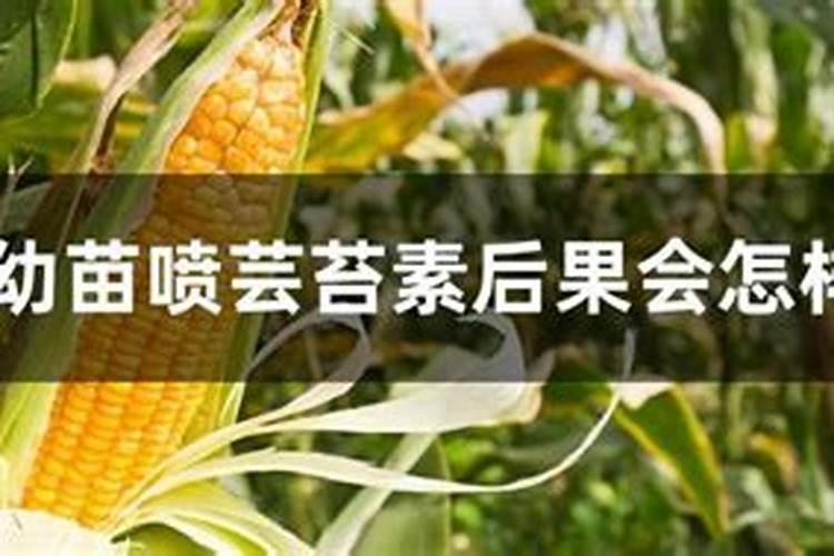 玉米打芸苔素有什么好处