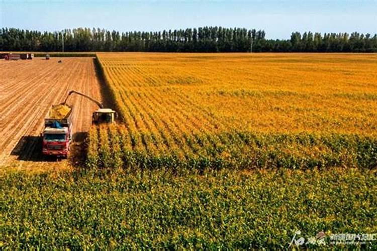 新疆棉花底肥施用用量