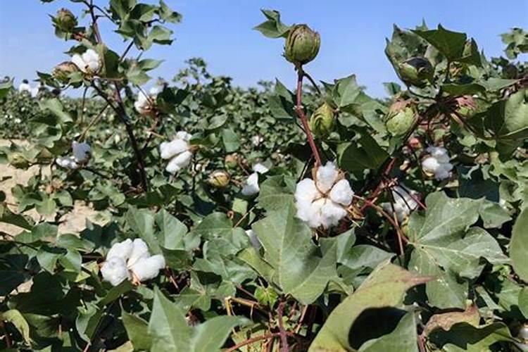 新疆棉花最后一片施肥应该在什么时候结束？时间。