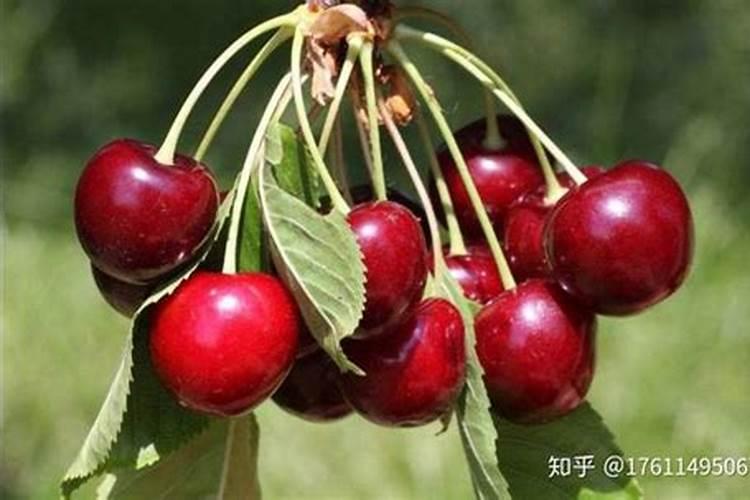 樱桃膨大期施肥用什么肥料？樱桃结果期哪些肥料可以用作基肥？