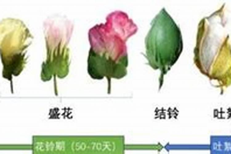 棉花后期需要什么肥料