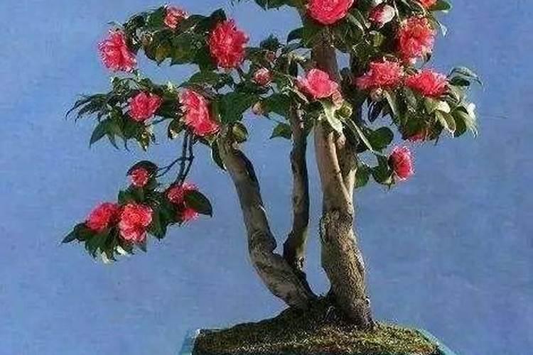 茶花施肥的正确方法