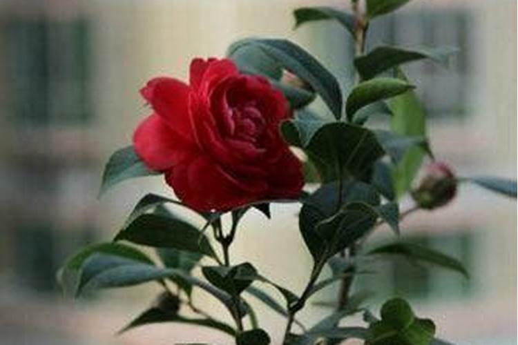 茶花施肥的正确方法