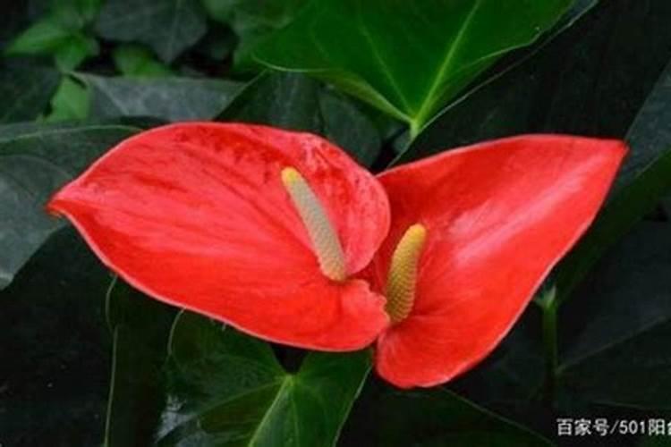 花烛怎么养才能开花 花烛怎么养才能开花呢