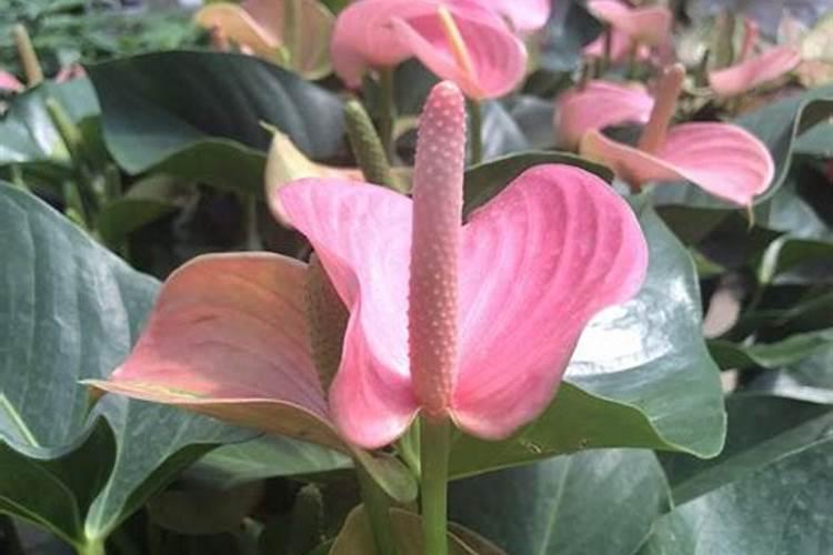 新买的花烛怎么养