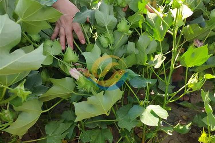 棉花在什么时候施肥比较好呢？