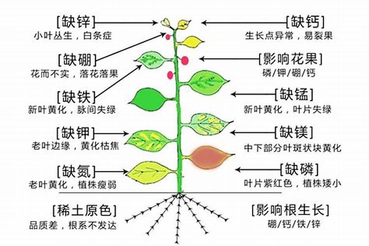 钙镁硼锌铁叶面肥啥时用最好
