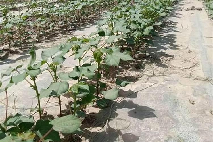 移栽石斛多久浇一次水