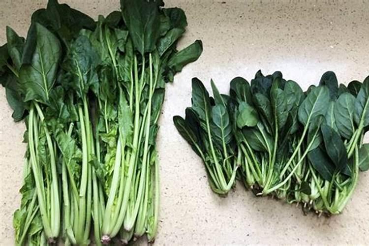 菠菜能抗零下几度低温不冻死