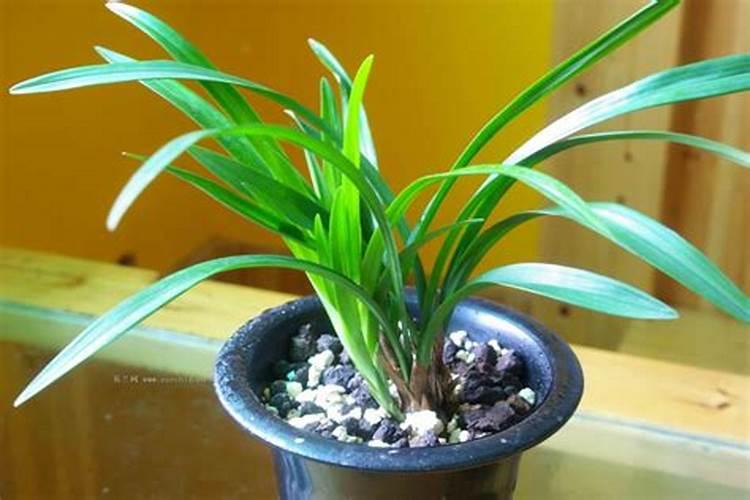 兰花氮磷钾比例