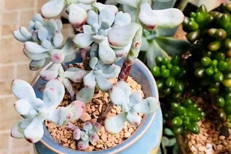 辣椒育苗土为什么要加大氮、磷肥的用量？