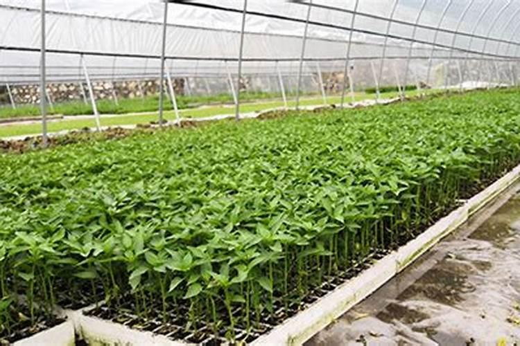 辣椒施肥过多蔫了能活过来吗？