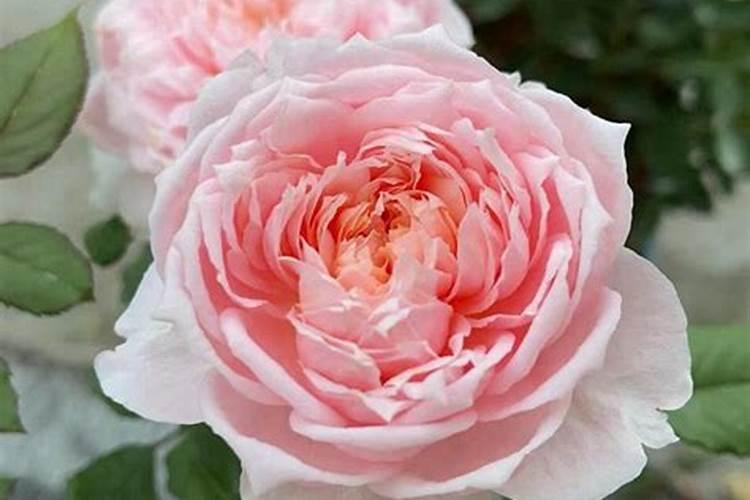 常用高钾水溶肥配比是多少