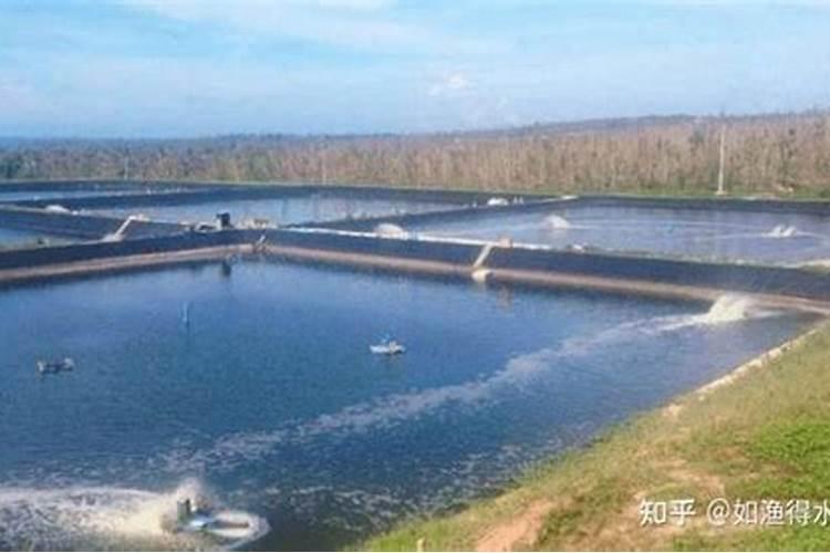 水培铜钱草施什么肥