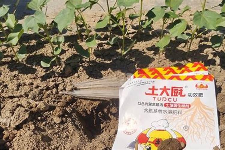 棉花花铃期一米高的棉花如何滴水施肥