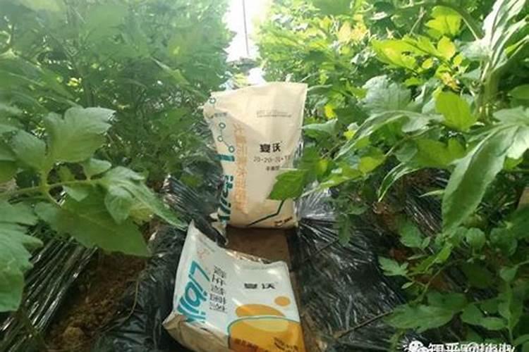 水溶肥怎么施用效果更好