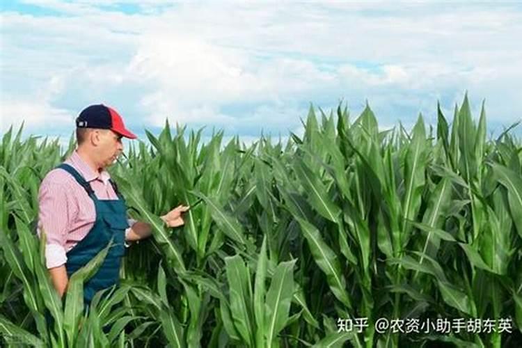 叶面肥能浇灌在土壤里吗