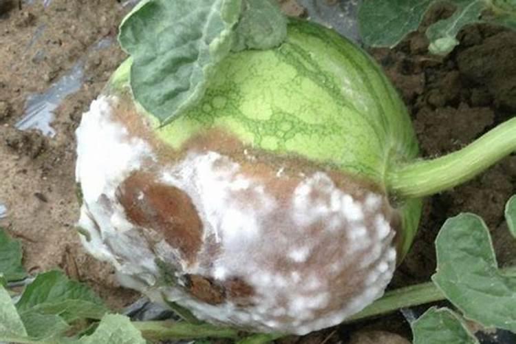 百香果含钾高吗