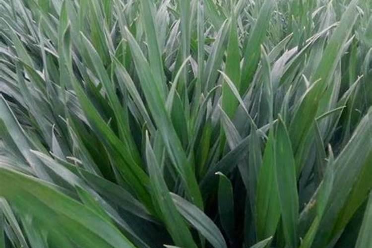 国内最好的芸苔素内酯