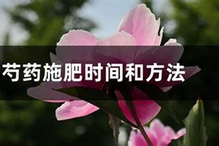 芍药花施什么肥最好