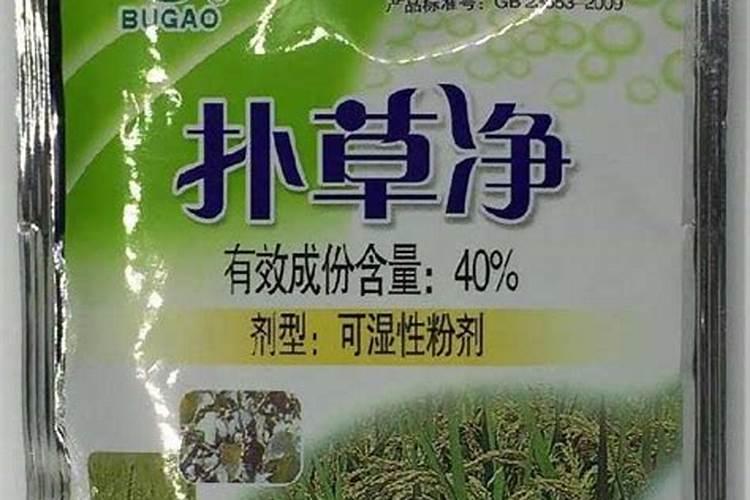 墨兰施肥方法 墨兰如何施肥