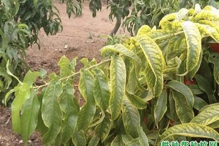 硫酸钾镁肥作用和使用方法