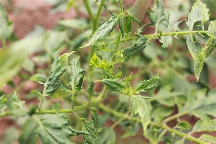 老师你说这是小叶病吗？