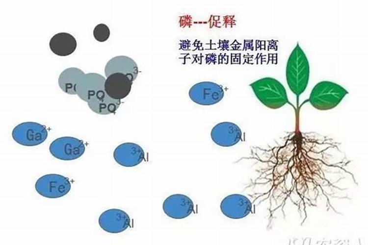 硝酸磷肥的有效期是多长时间 硝酸磷肥的优点和缺点有哪些