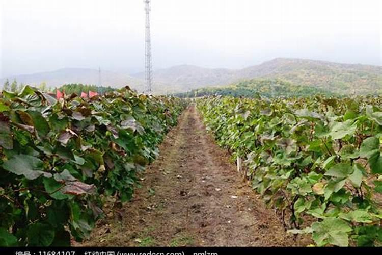 美国世多乐哈维果水溶肥4千克一袋的多少钱？