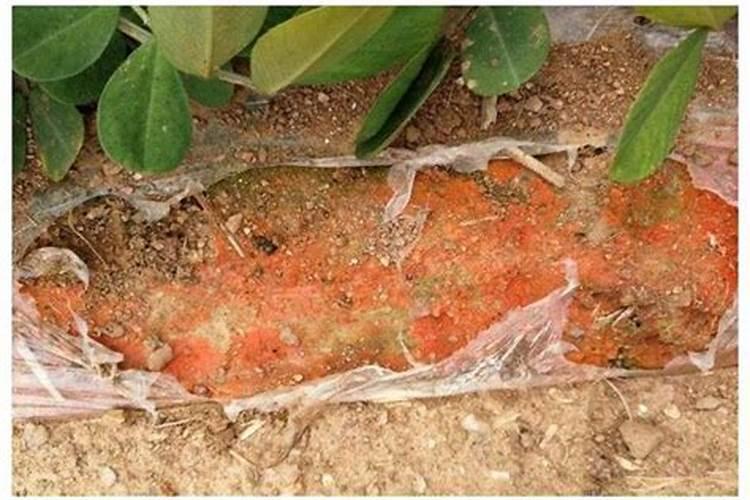 种花的土为什么变绿