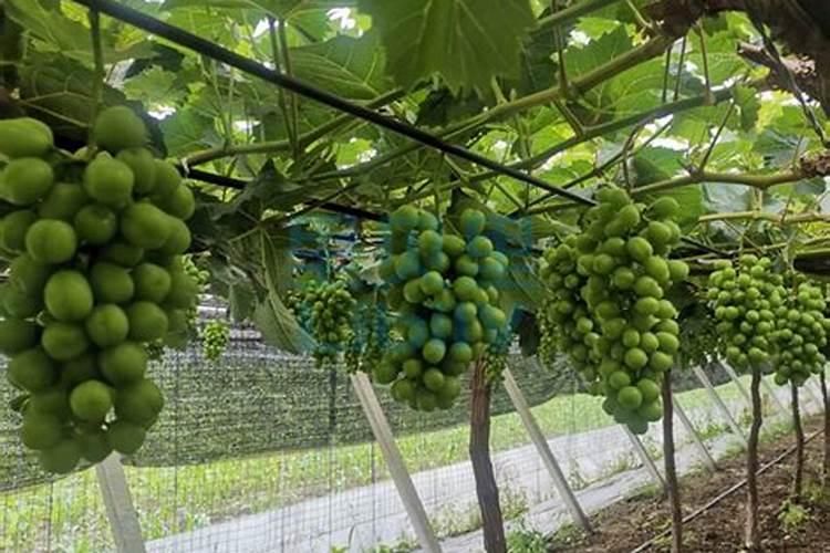 葡萄种植中几种严重施肥误区