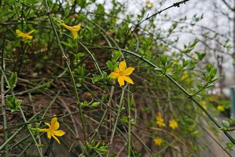 迎春花为什么只长叶子不开花