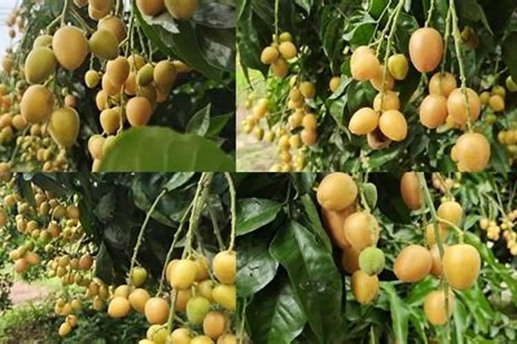 黄皮果用什么肥好很多树木不打果