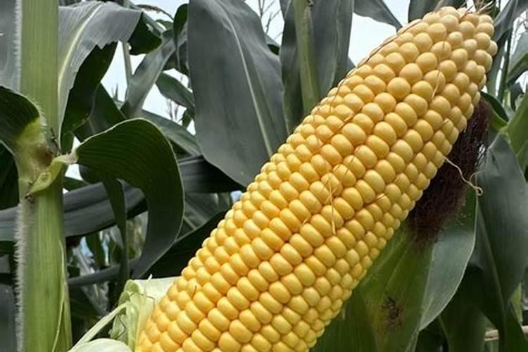 锌肥每亩玉米施肥多少