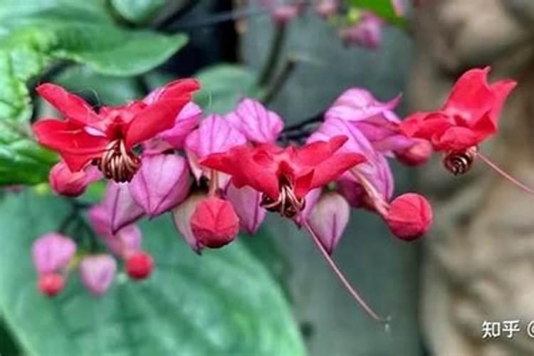 月季花苞打不开是什么原因