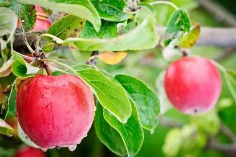 苹果树一年施几次肥