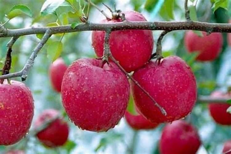 苹果树一年施几次肥