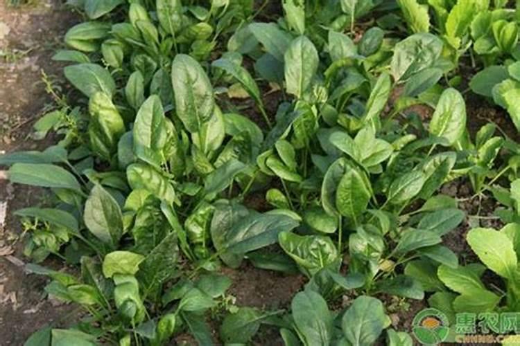 菠菜怎么施肥