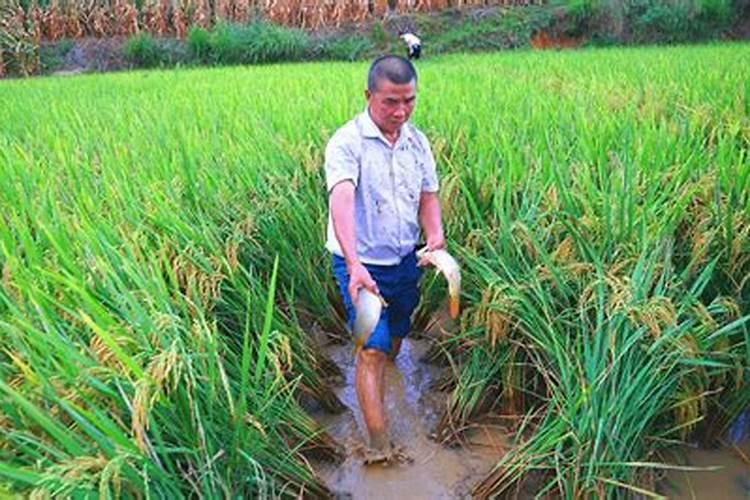 桉树洒肥料有用吗